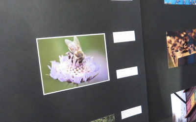 Zaključek mednarodnega natečaja S čebelo – za čebelo