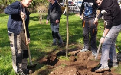 Šolski park bogatejši za nekaj novih dreves