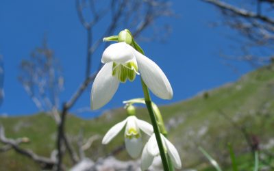 Pozdrav pomladi – ob svetovnem dnevu poezije
